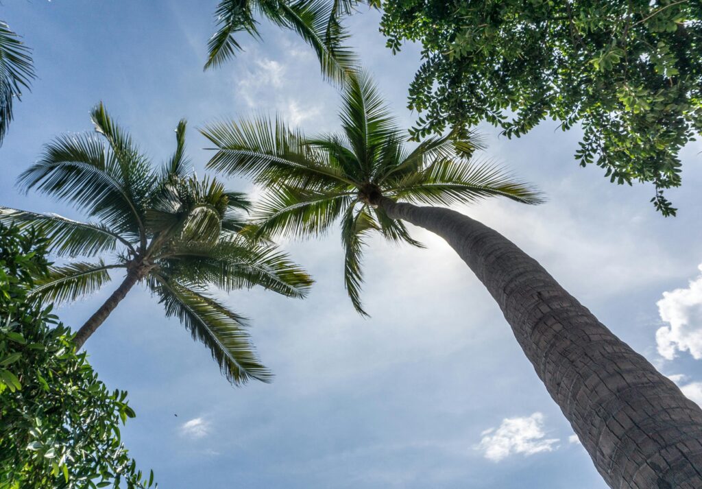 LA Palm Trees