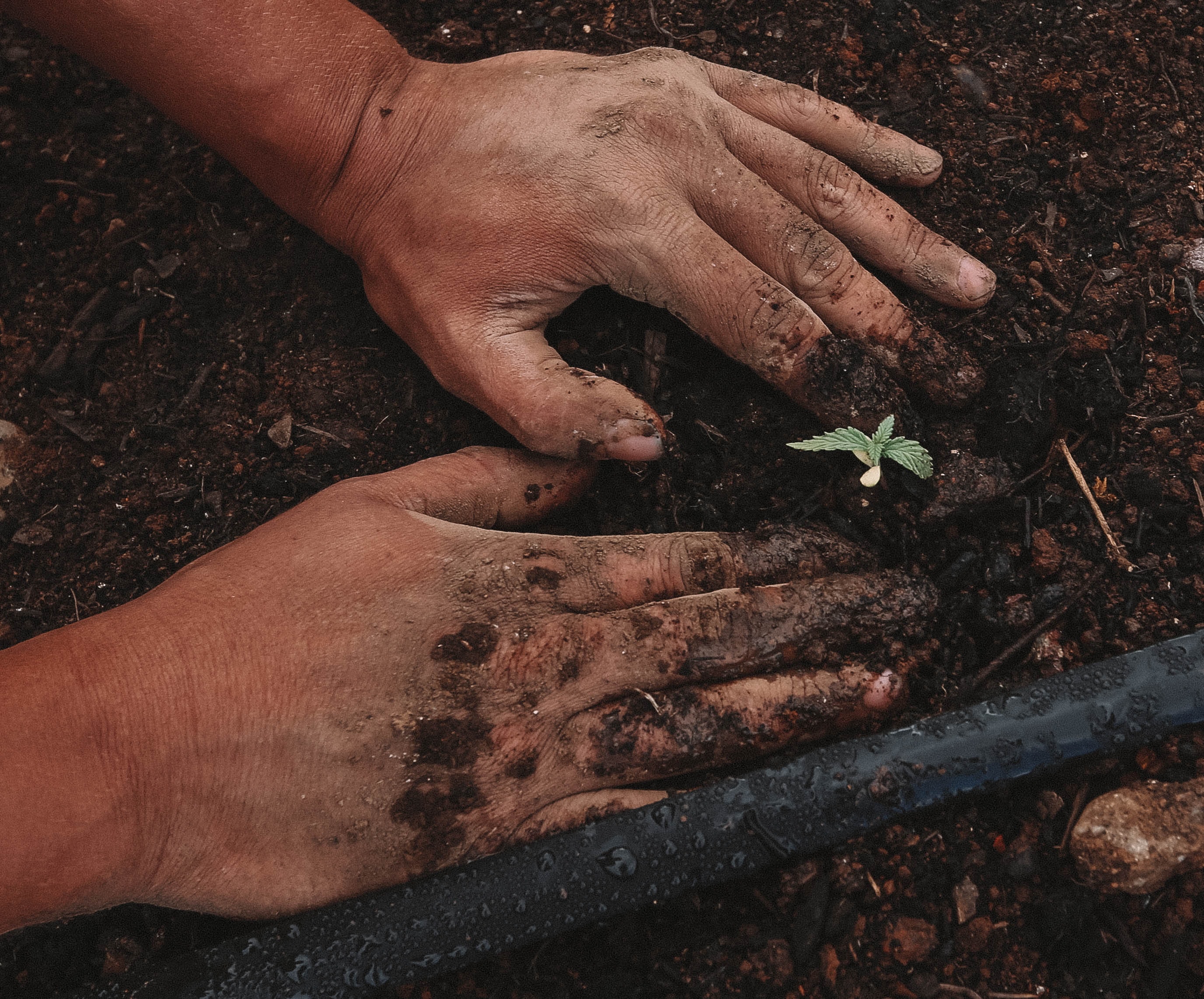 A person’s hands in the dirt, planting a seedling.