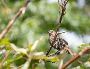 Photo of a bird in nature.