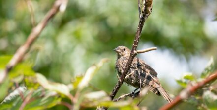 Photo of a bird in nature.