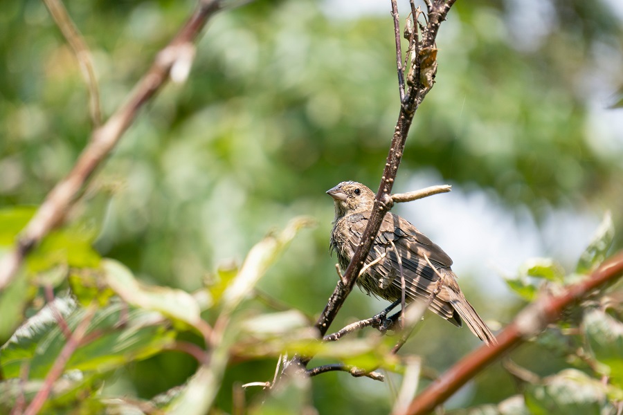 Photo of a bird in nature.