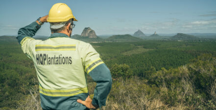 Photo of a forestry worker looking at the forest