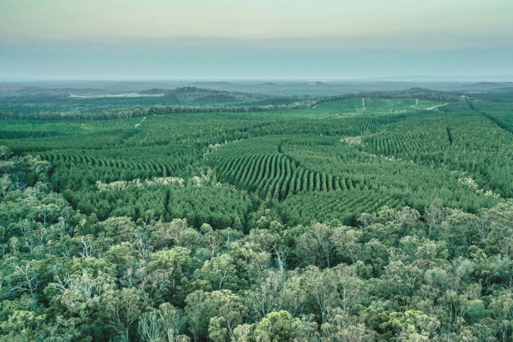 Photograph of a forest showing the tops of trees